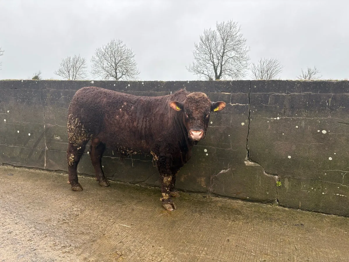 Salers Bulls - Image 4