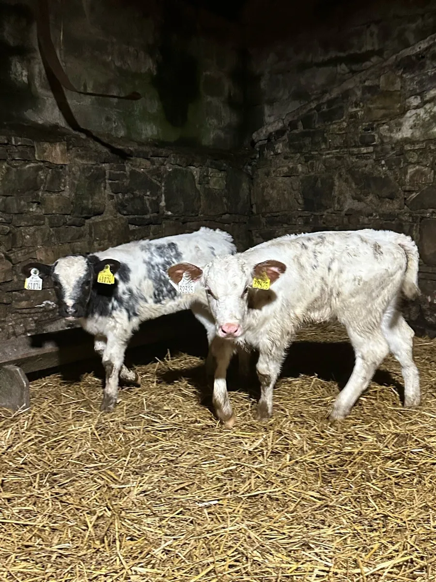 🌟3 super cow makers 🌟 - Image 1