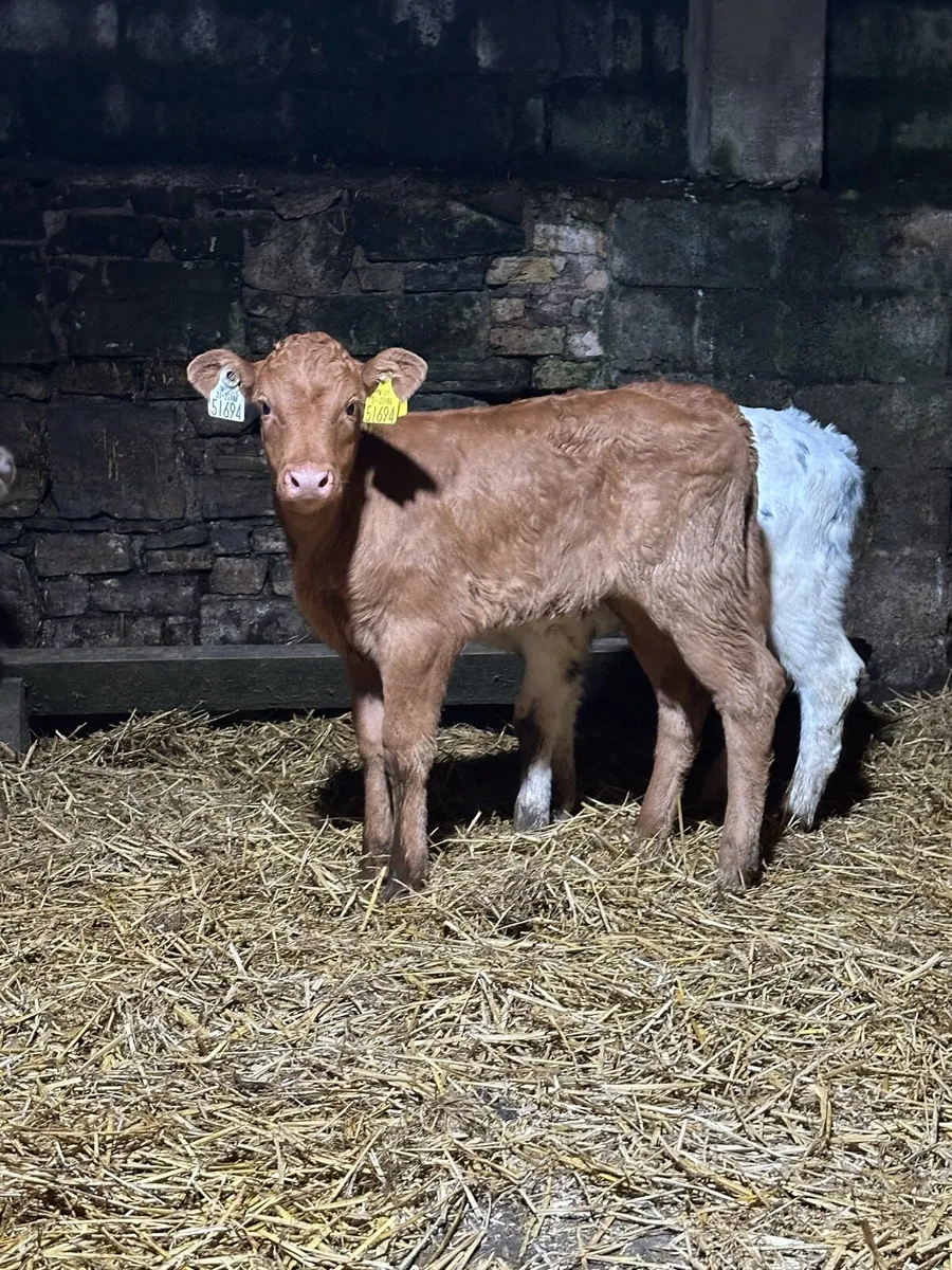 🌟3 super cow makers 🌟 - Image 3