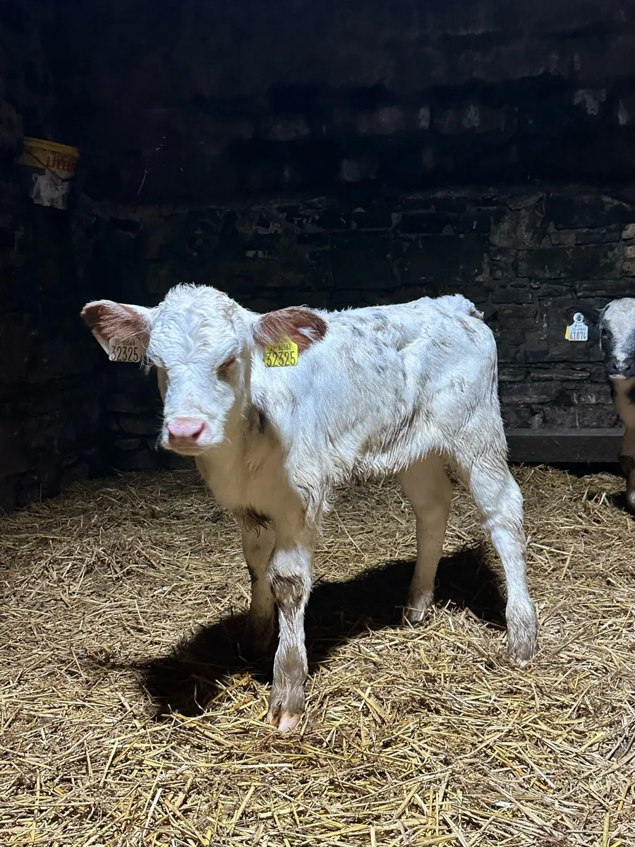 🌟3 super cow makers 🌟 - Image 4