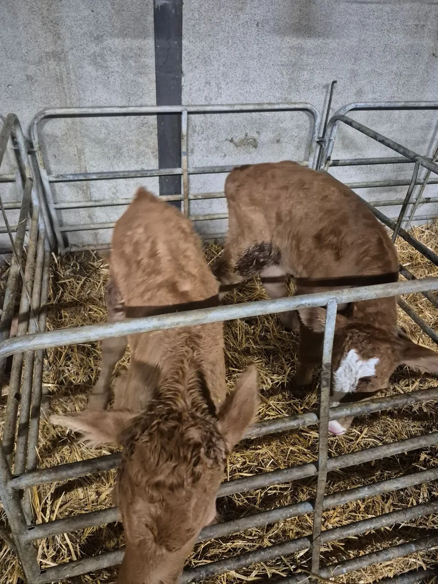 Calves - Image 3