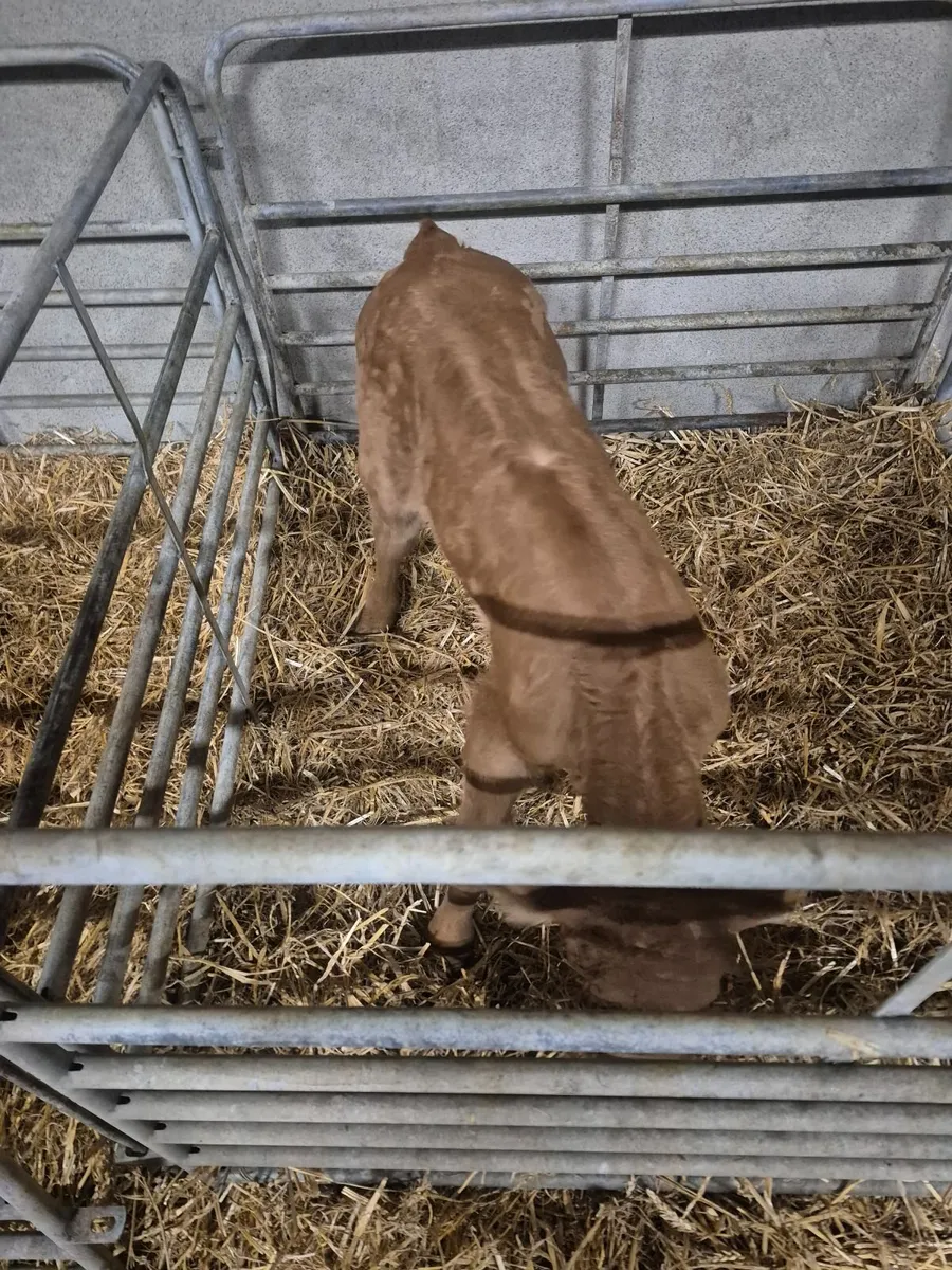 Calves - Image 4
