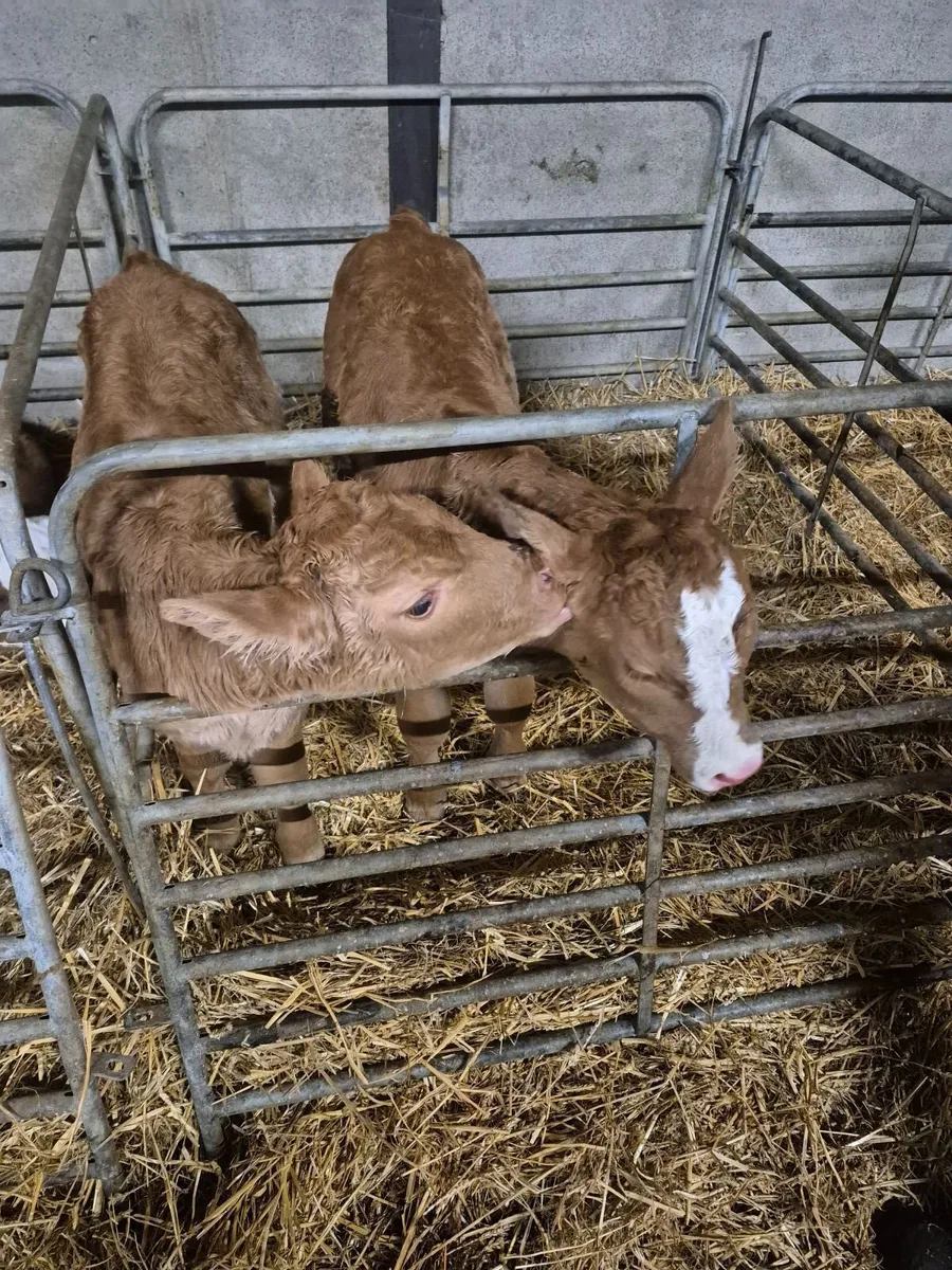 Calves - Image 1