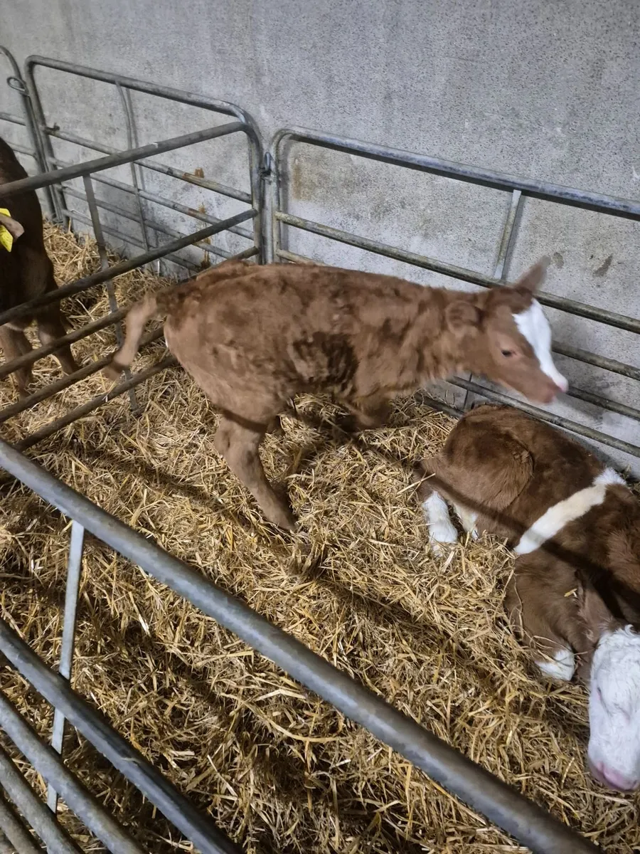 Calves - Image 3