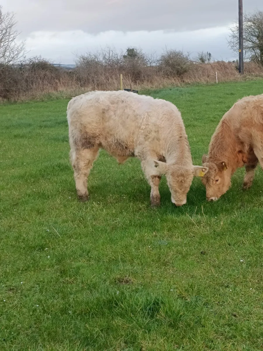 Weanling Bull Calves CH and LM - Image 3