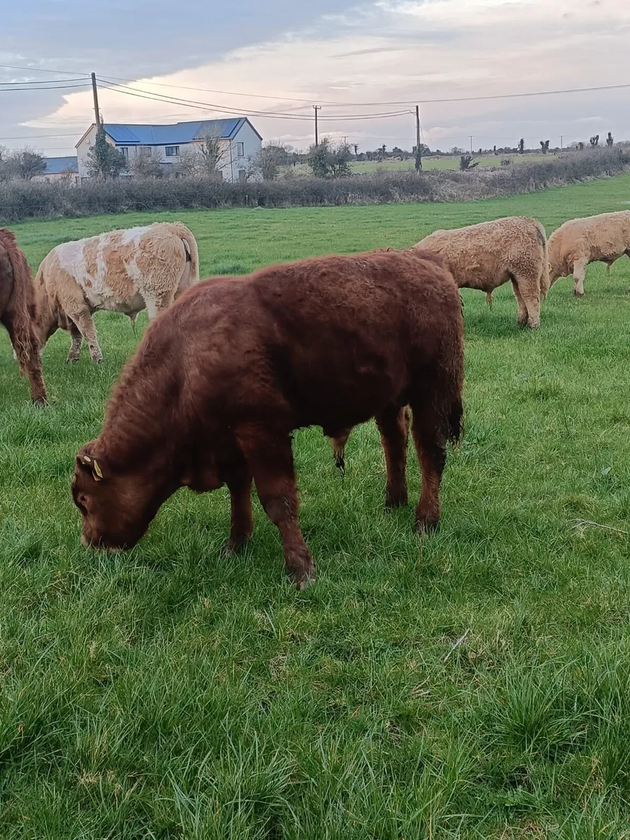 Weanling Bull Calves CH and LM - Image 4