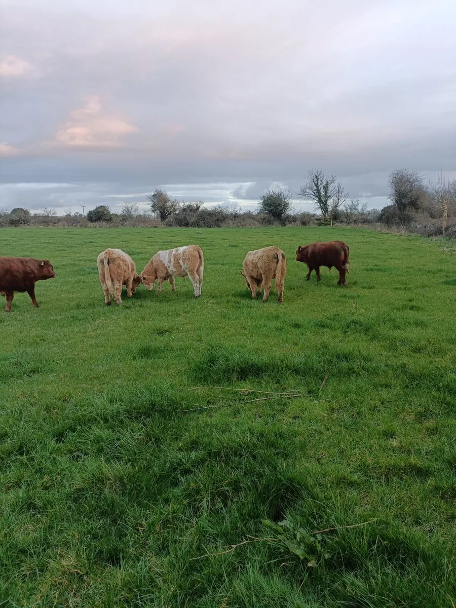 Weanling Bull Calves CH and LM - Image 1
