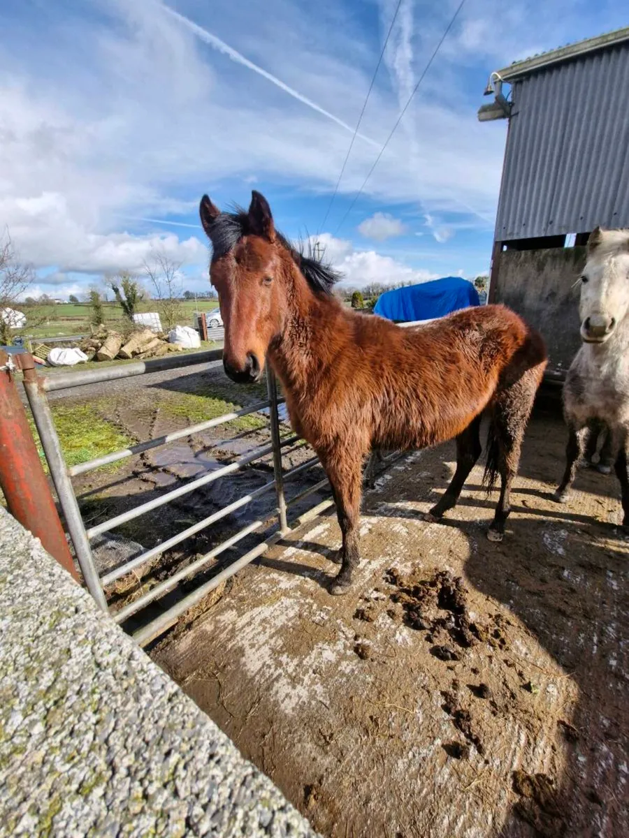 2 yrld filly g - Image 3