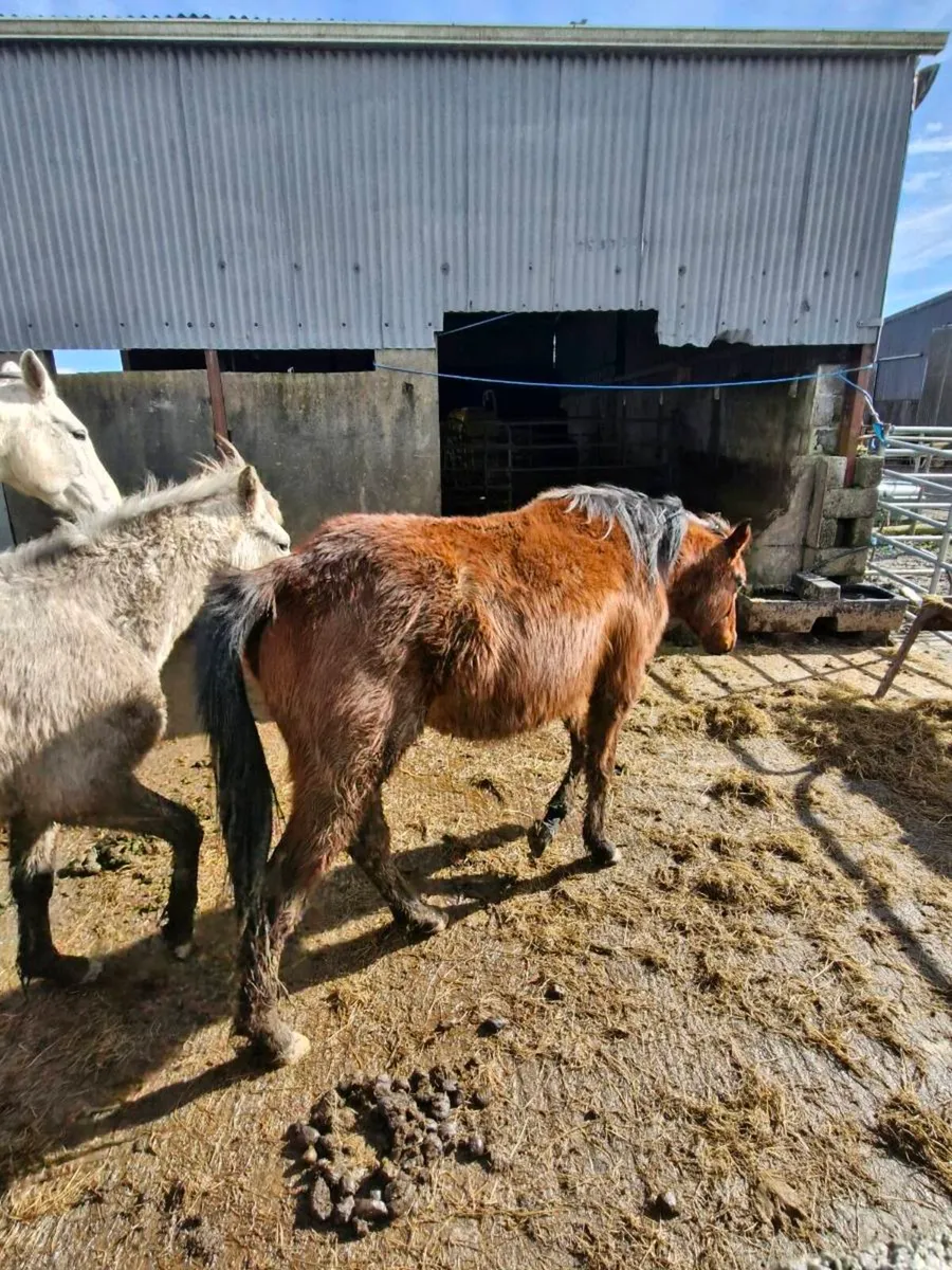 2 yrld filly g - Image 4