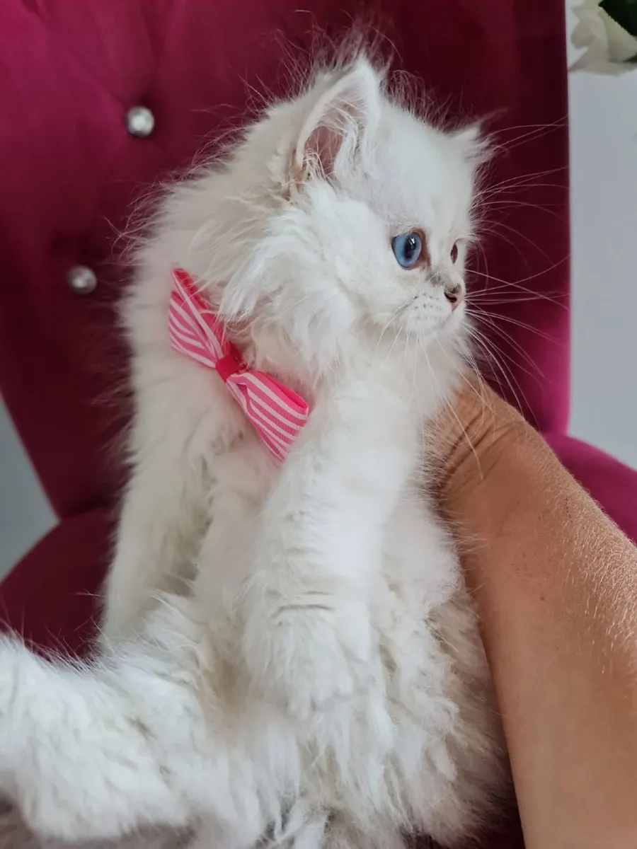 British shorthair and longhair kittens - Image 4