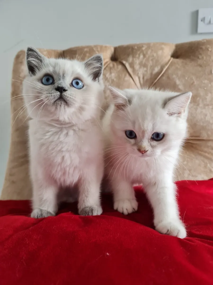 British shorthair and longhair kittens - Image 3