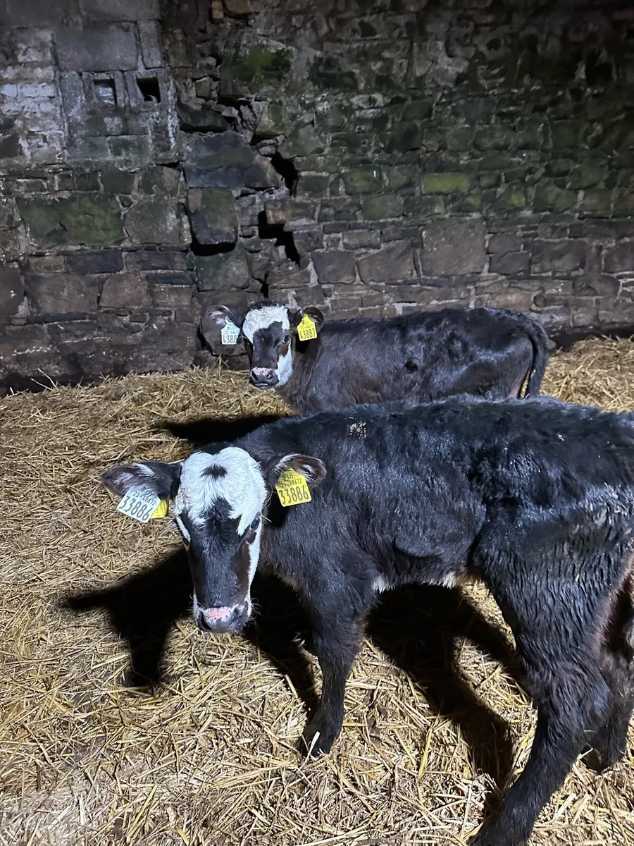 🌟5 super sweet Hereford heifers 🌟 - Image 3
