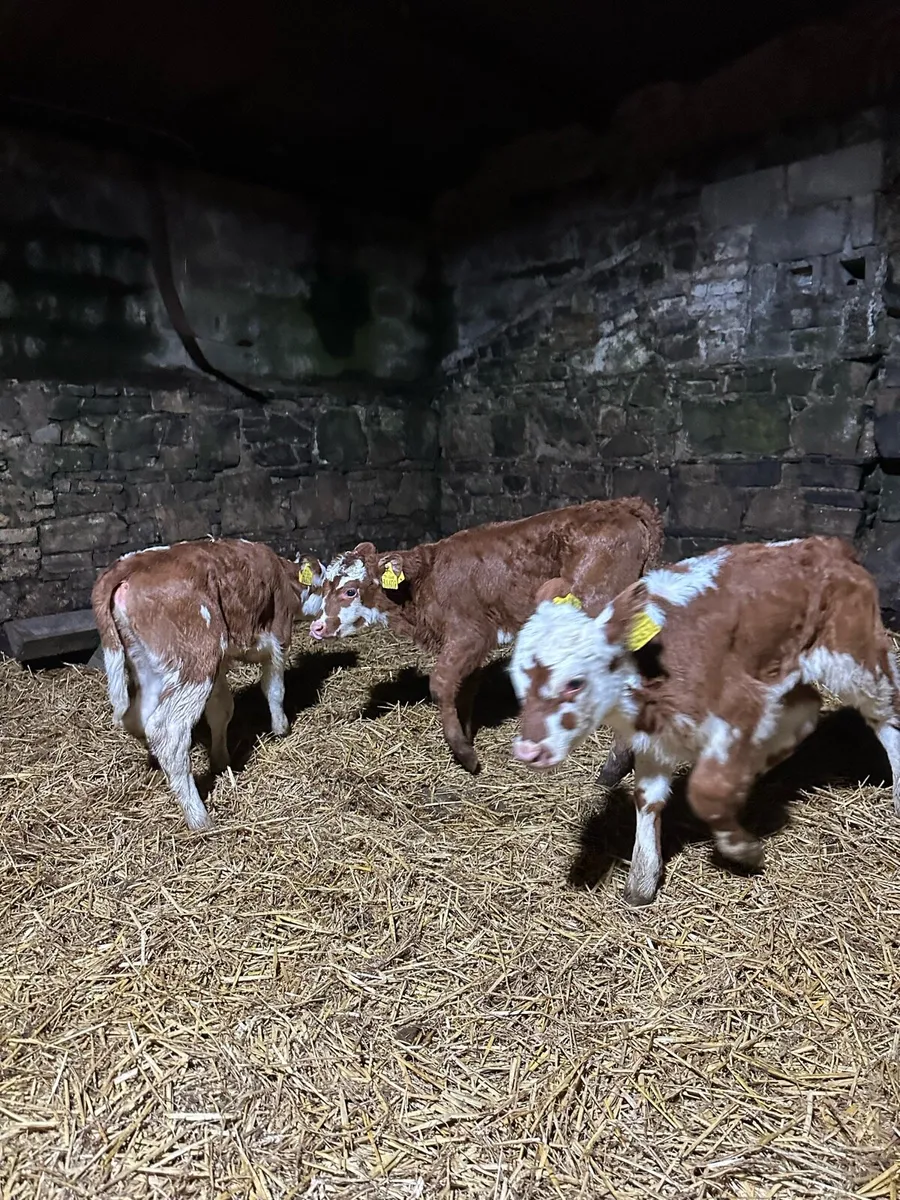 🌟5 super sweet Hereford heifers 🌟 - Image 4
