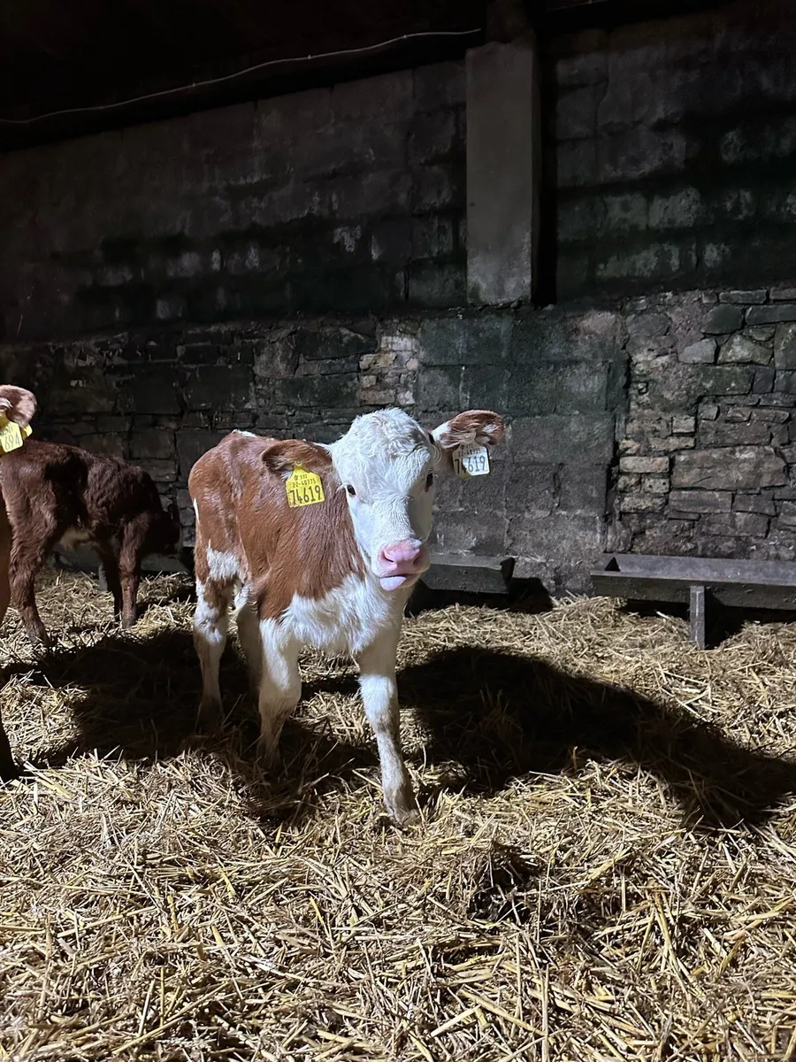 🌟5 super sweet Hereford heifers 🌟 - Image 1