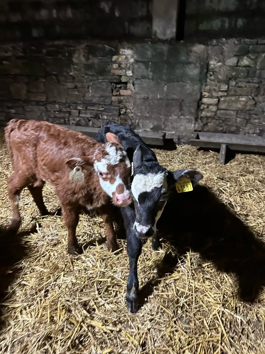 🌟5 super sweet Hereford heifers 🌟 - Image 2