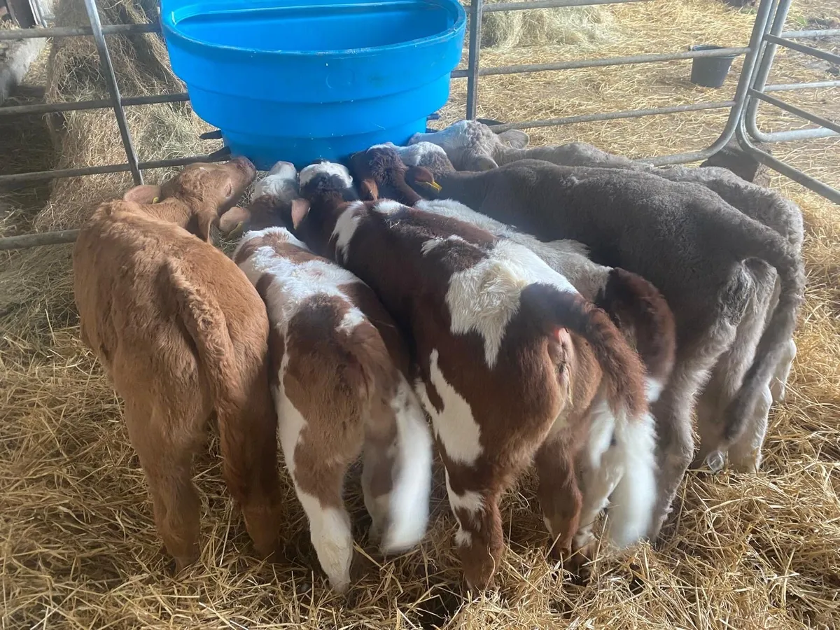 Outstanding Heifer Calves - Image 2