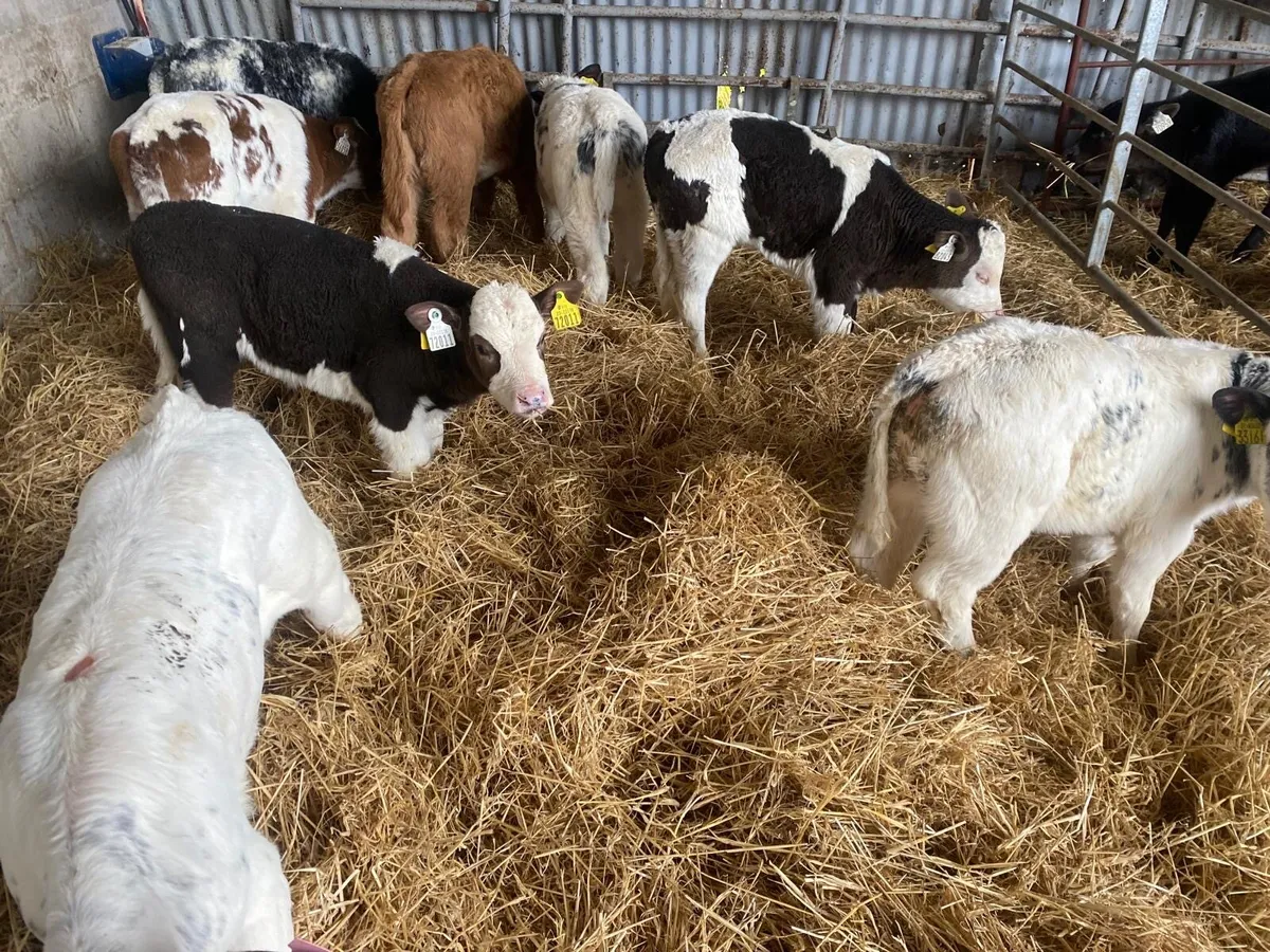 Outstanding Heifer Calves - Image 4