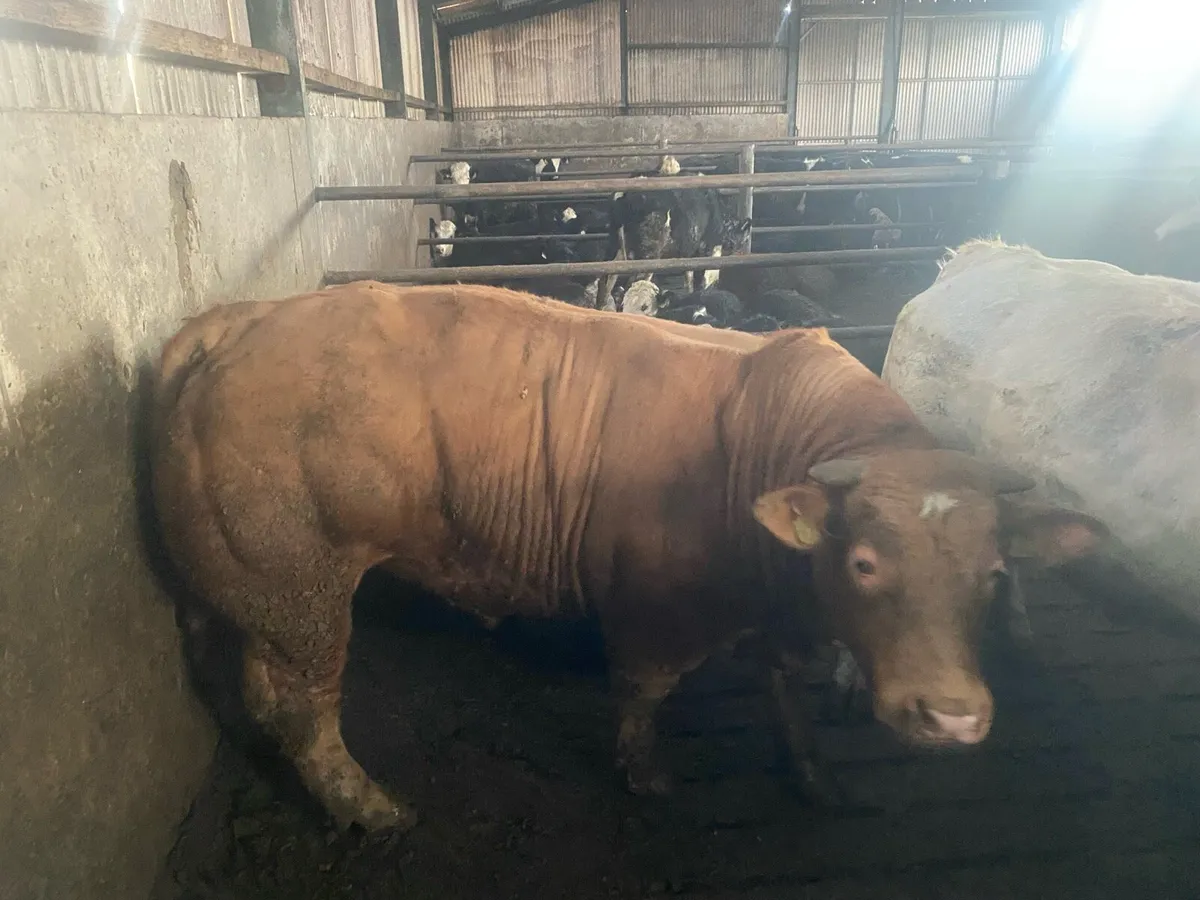 E grade Ch bull - Image 1