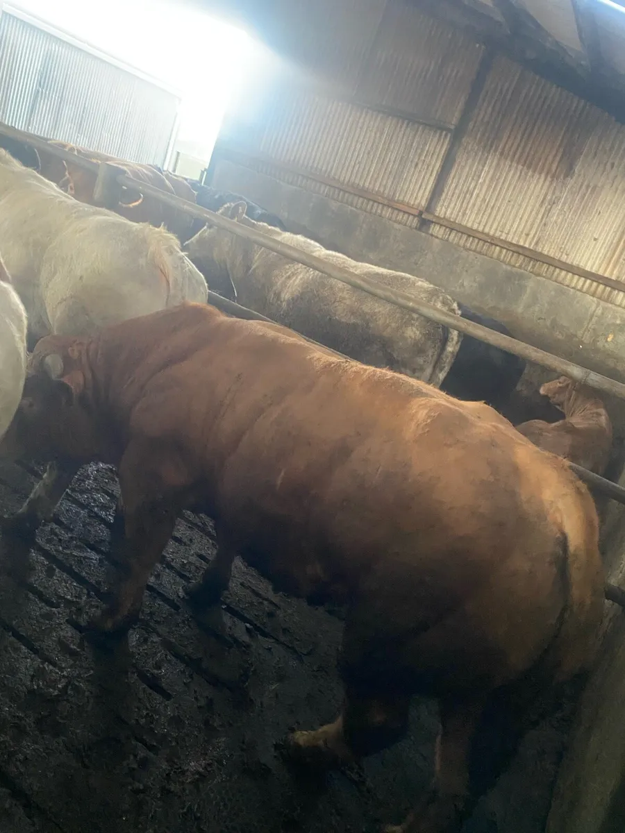 E grade Ch bull - Image 3