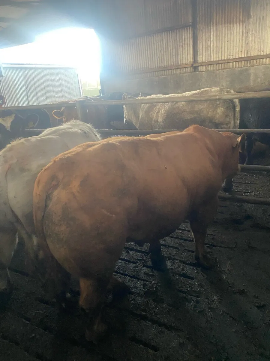 E grade Ch bull - Image 4