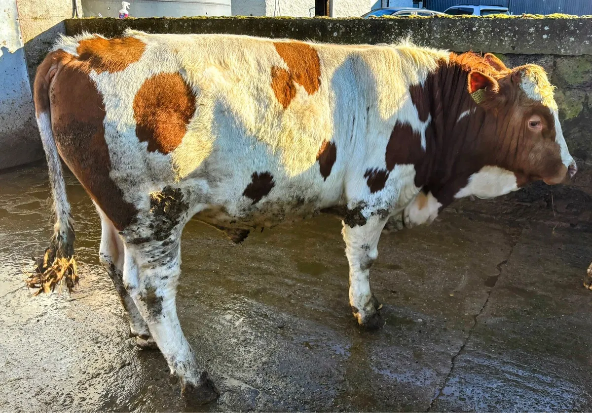 2 PB Registered Fleckvieh Simmental bulls - Image 1