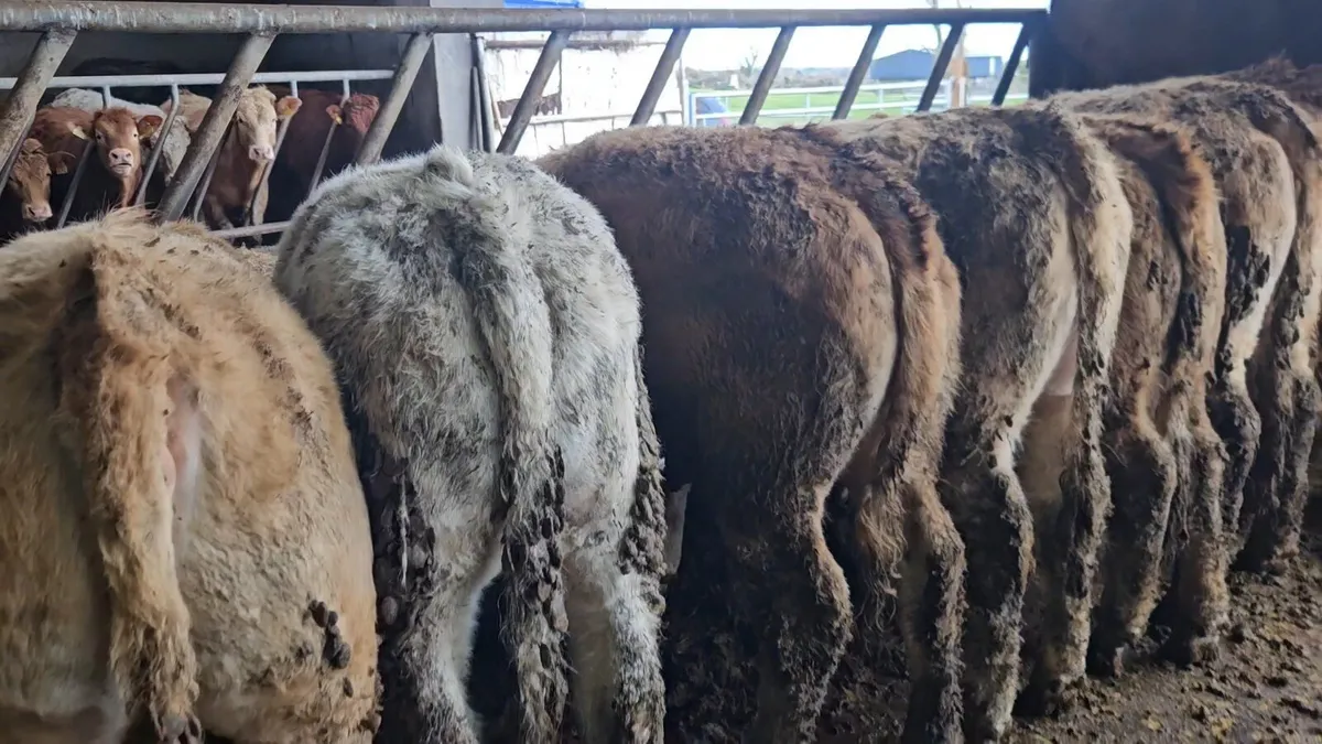 30 Super CHX heifers 330-360kgs - Image 3