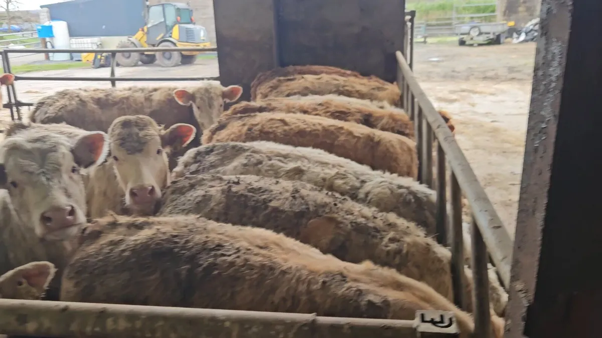 30 Super CHX heifers 330-360kgs - Image 1