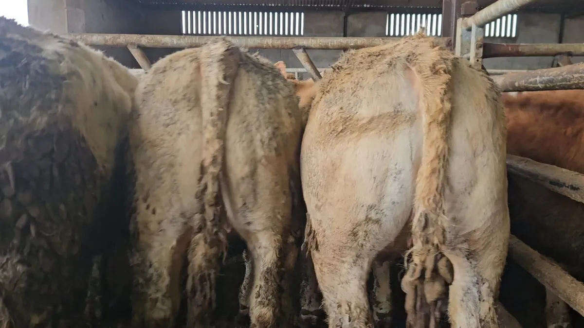 30 Super CHX heifers 330-360kgs - Image 4