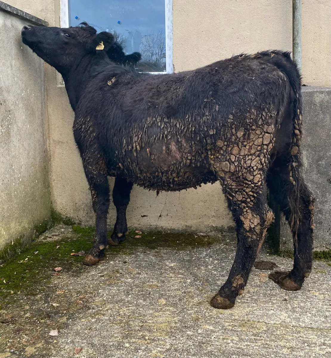 Angus First Calving Heifer - Image 3