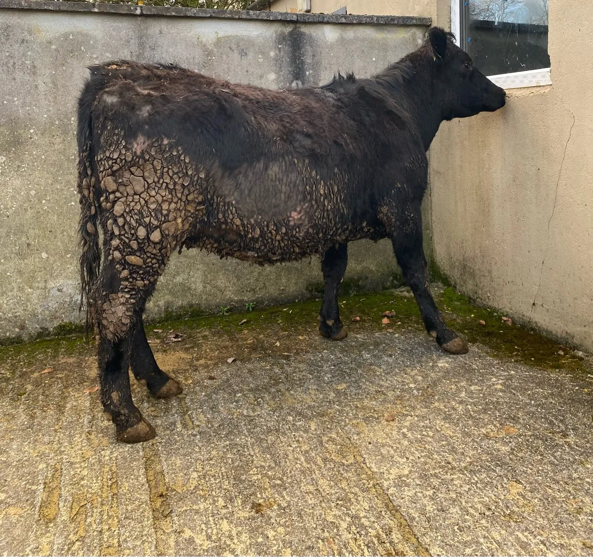 Angus First Calving Heifer - Image 4
