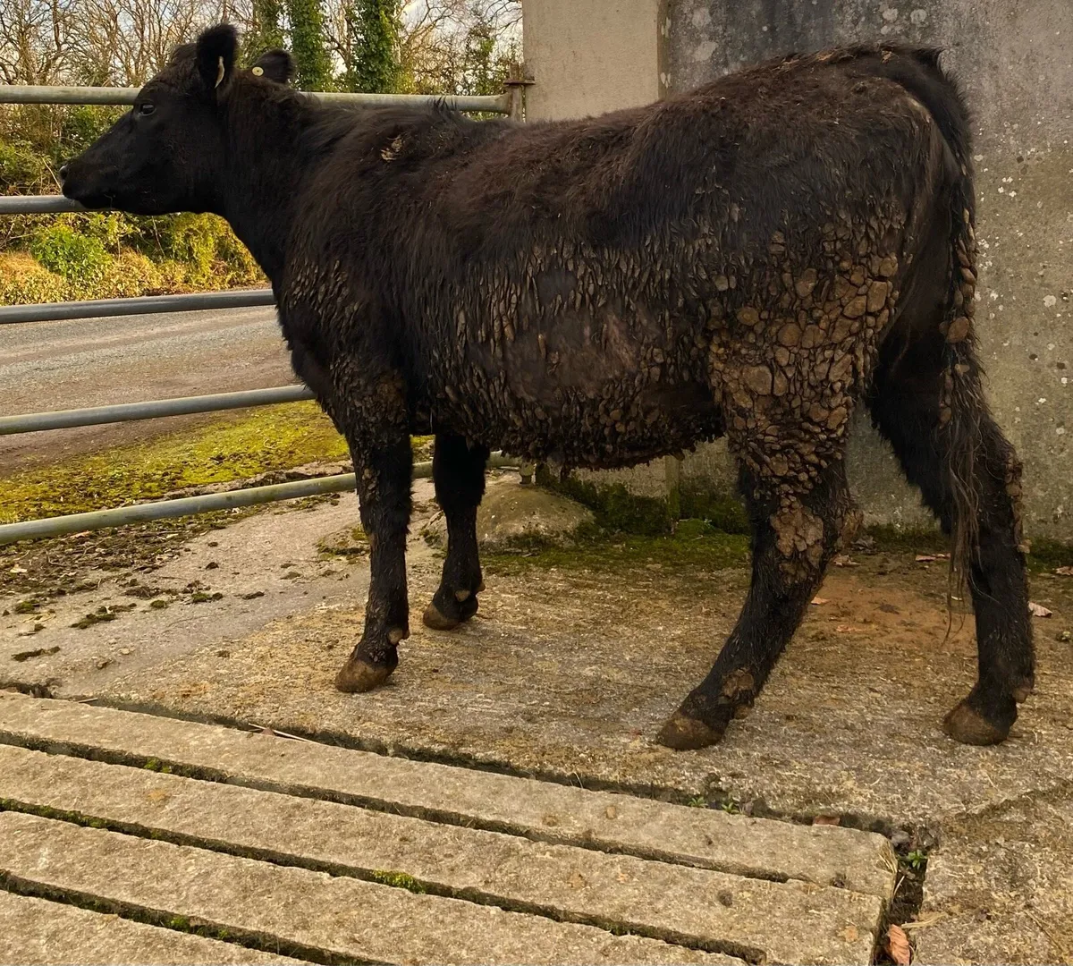 Angus First Calving Heifer - Image 1