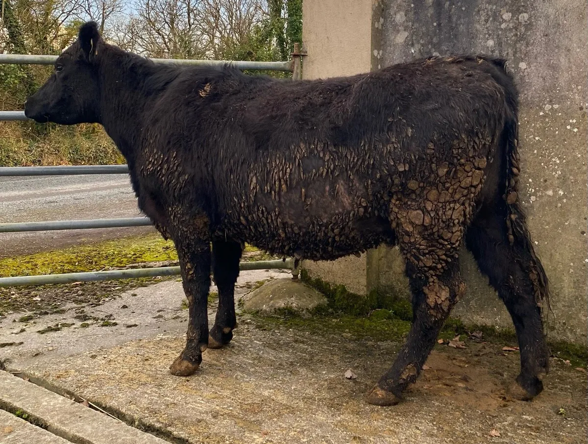 Angus First Calving Heifer - Image 2