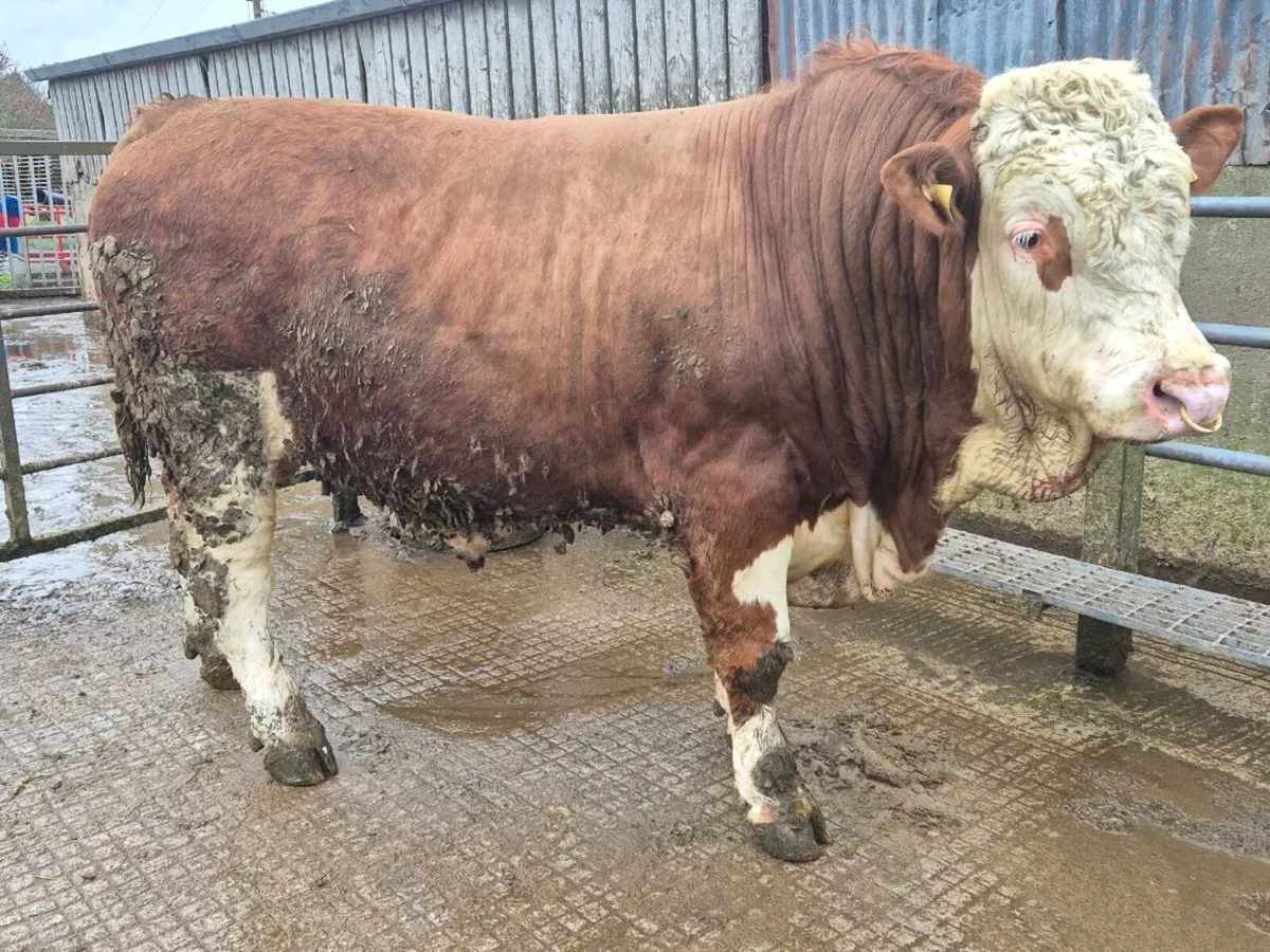 Fleckvieh Bulls - Image 1