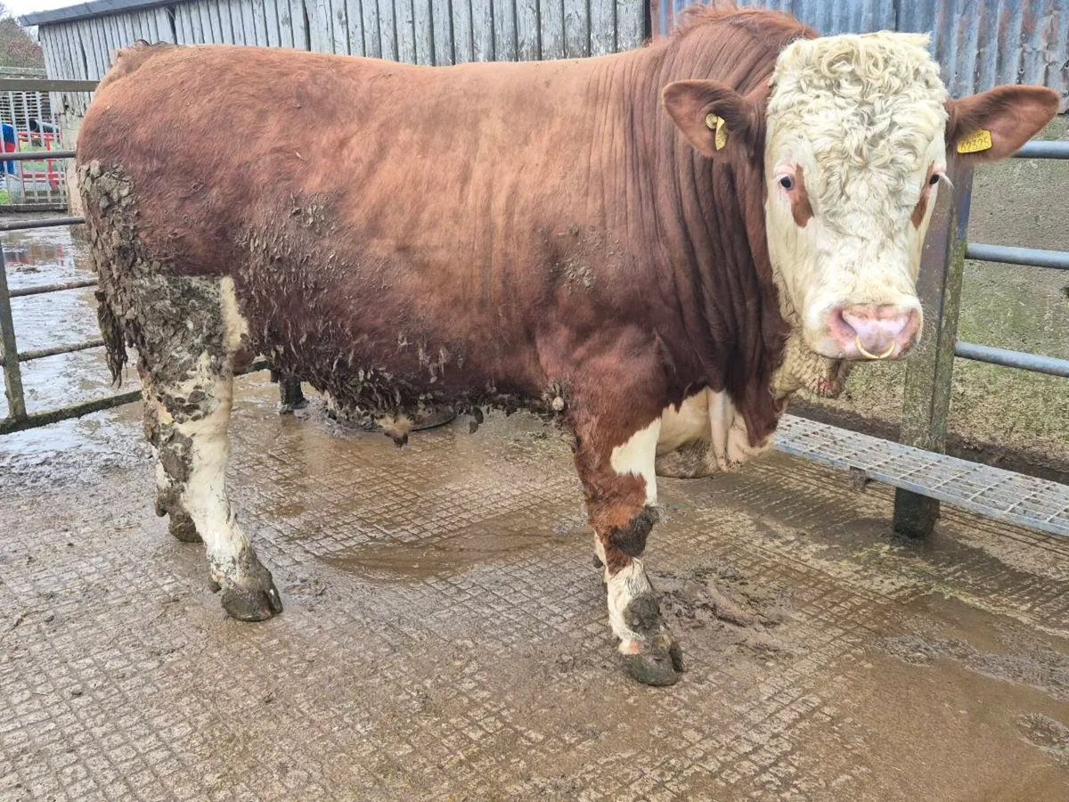 Fleckvieh Bulls - Image 2