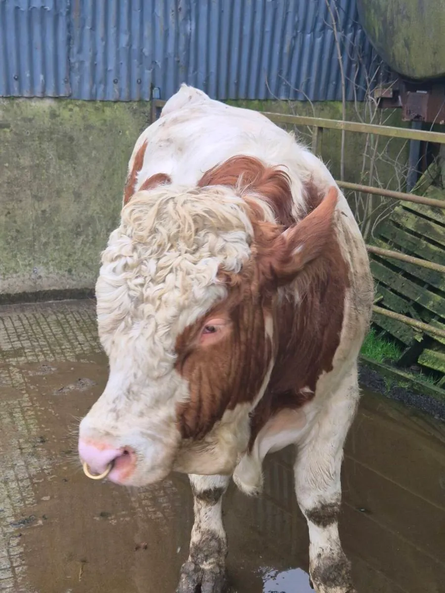 Fleckvieh Bulls - Image 3