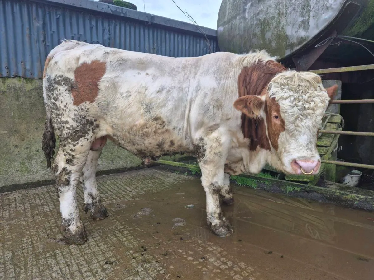 Fleckvieh Bulls - Image 4