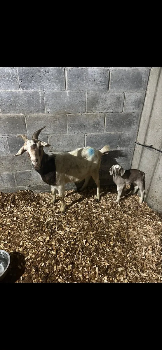 Goats - Image 1