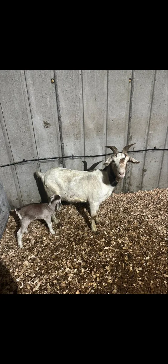 Goats - Image 2