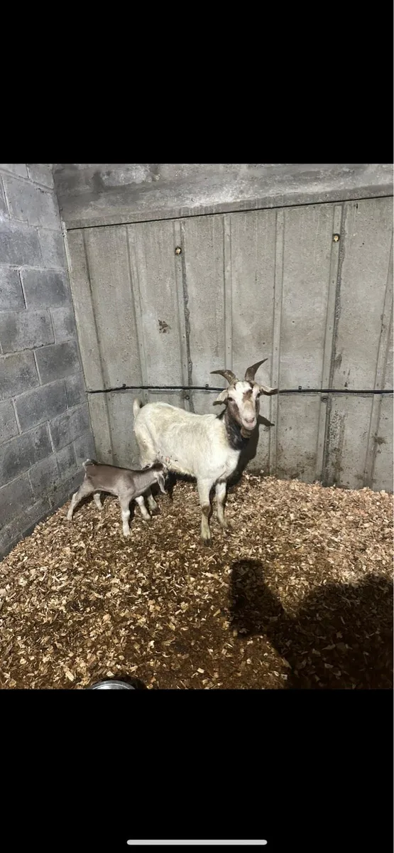 Goats - Image 3