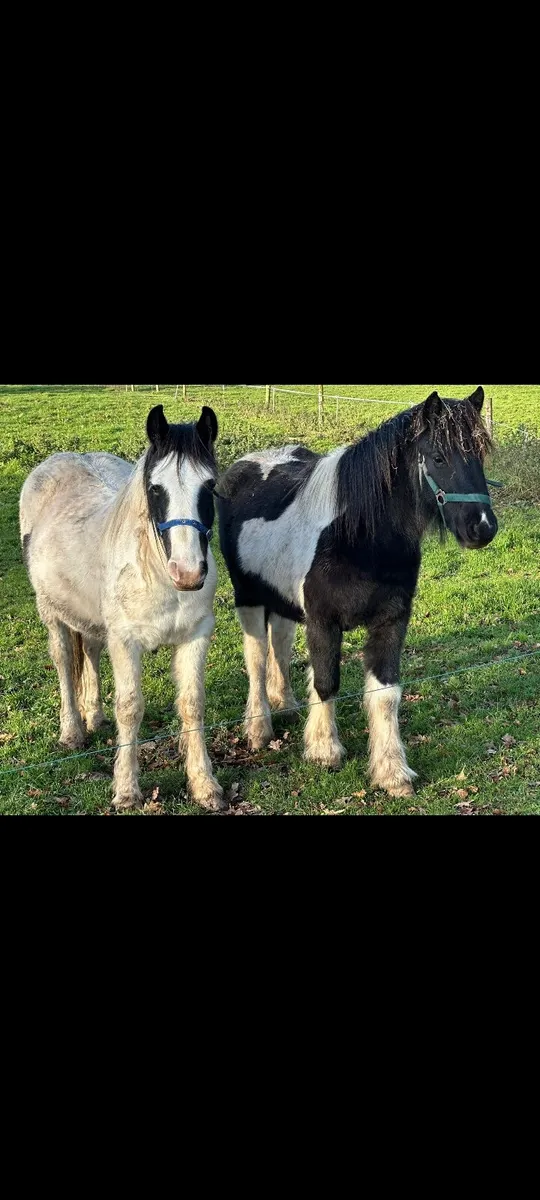 2 ponies - Image 2