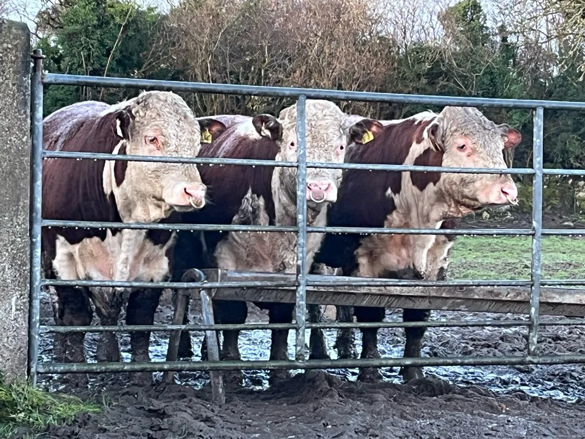 Choice of Pedigree Hereford Bulls 4 & 5 Stars - Image 3