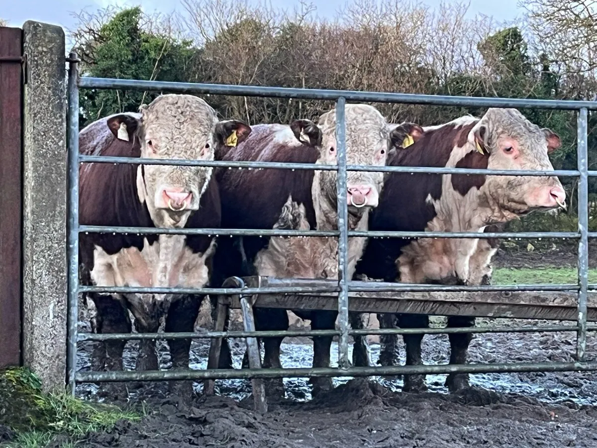 Choice of Pedigree Hereford Bulls 4 & 5 Stars - Image 1