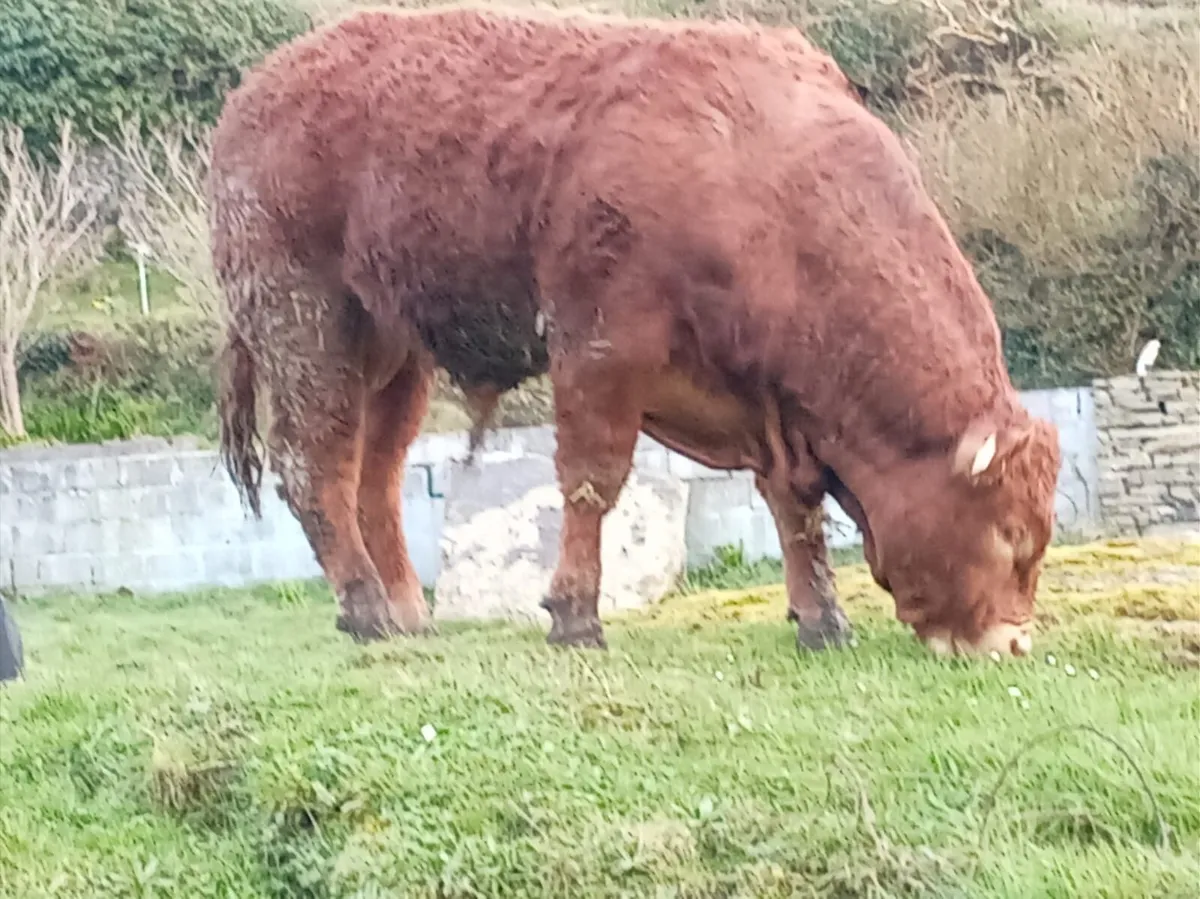 5* Limousin PB Bull - Image 3