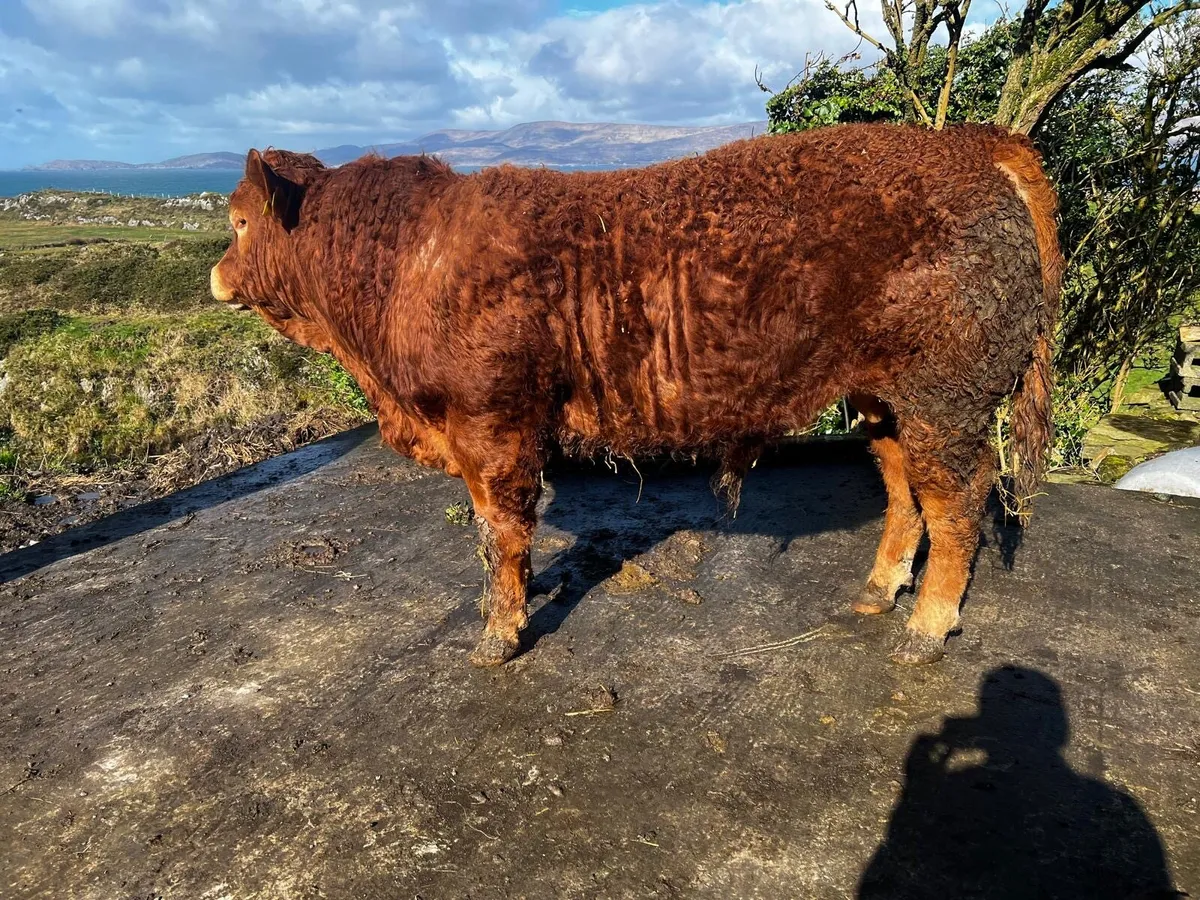 5* Limousin PB Bull - Image 1