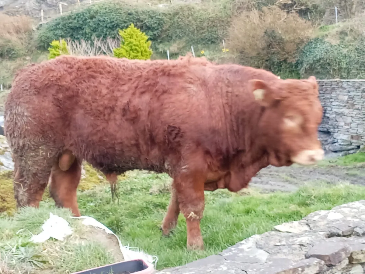 5* Limousin PB Bull - Image 4