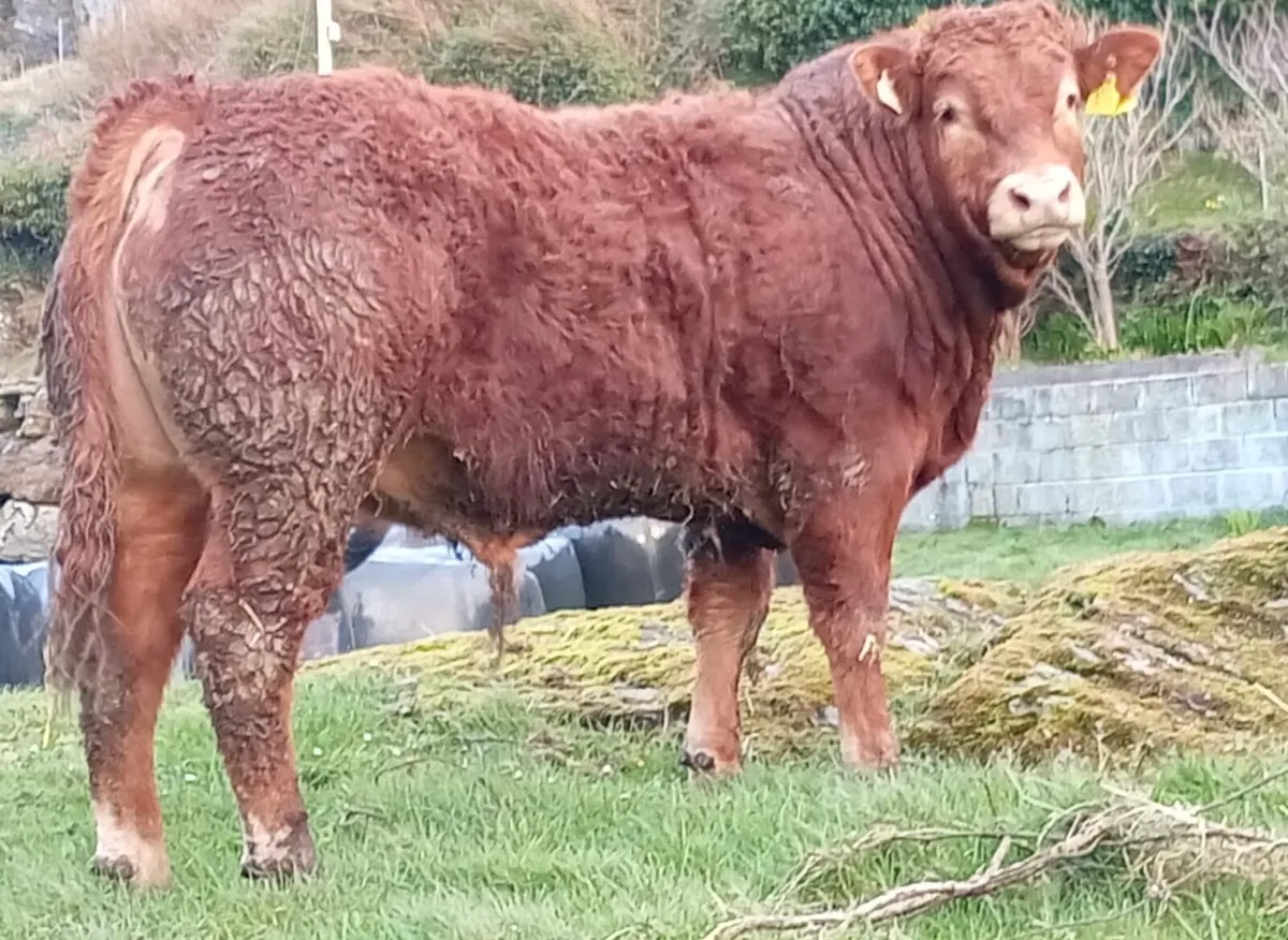 5* Limousin PB Bull - Image 2