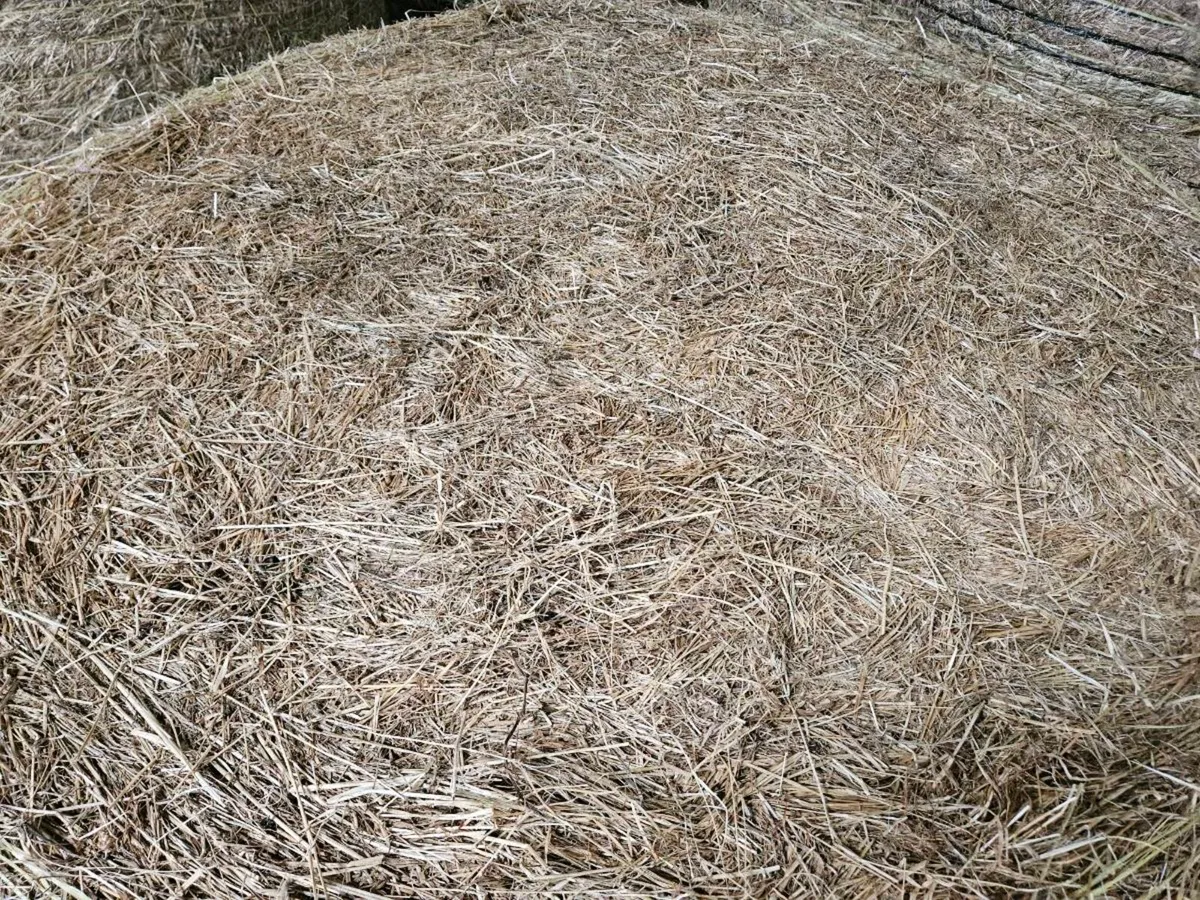 Hay - Image 4