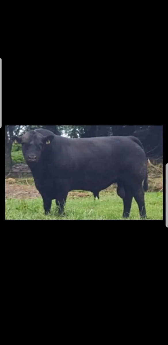 Pedigee AA 5***** Bulls - Image 1