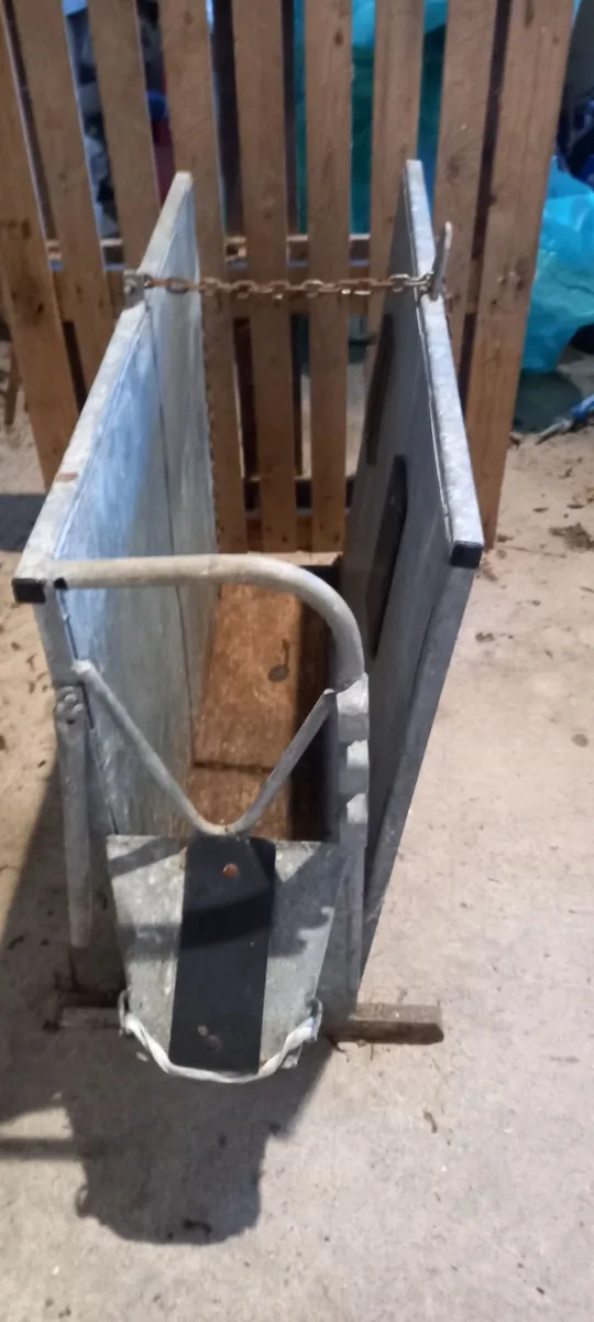 Calf dehorning crate - Image 2