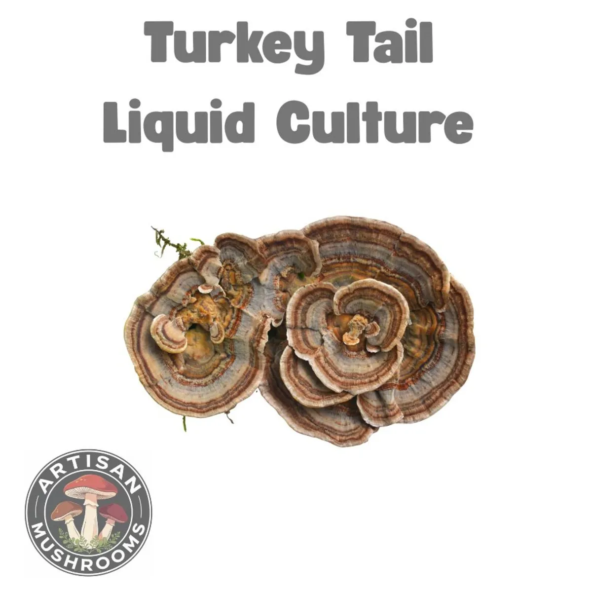 🍄Gourmet Mushroom Cultures - 25+ Varieties🍄 - Image 2